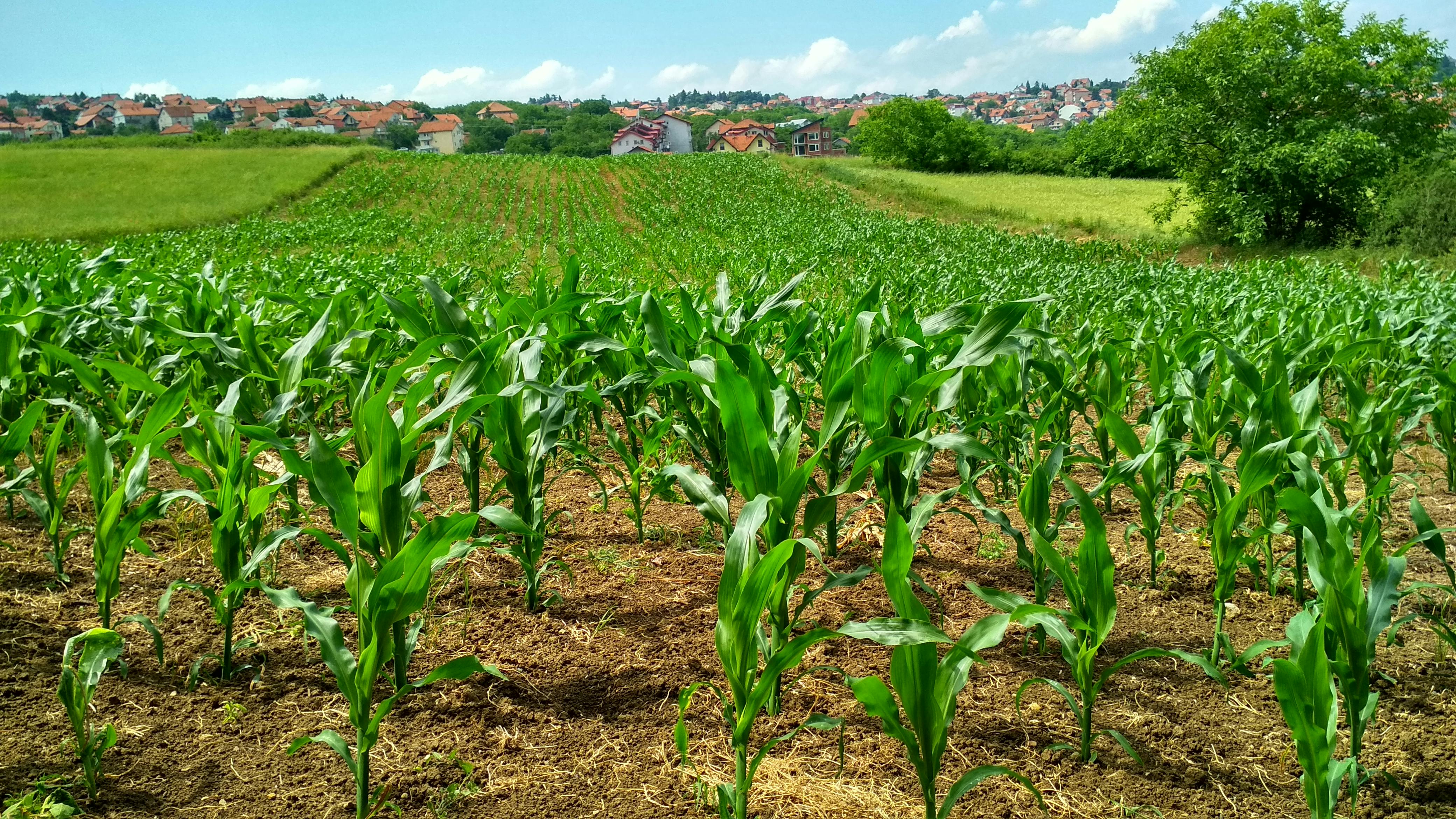 Perkebunan Jagung
